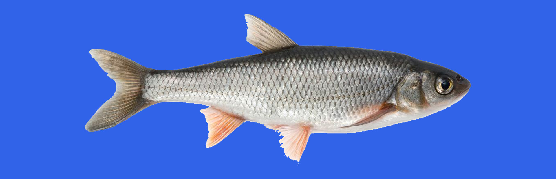 Grid Fish Fish - SteamGridDB