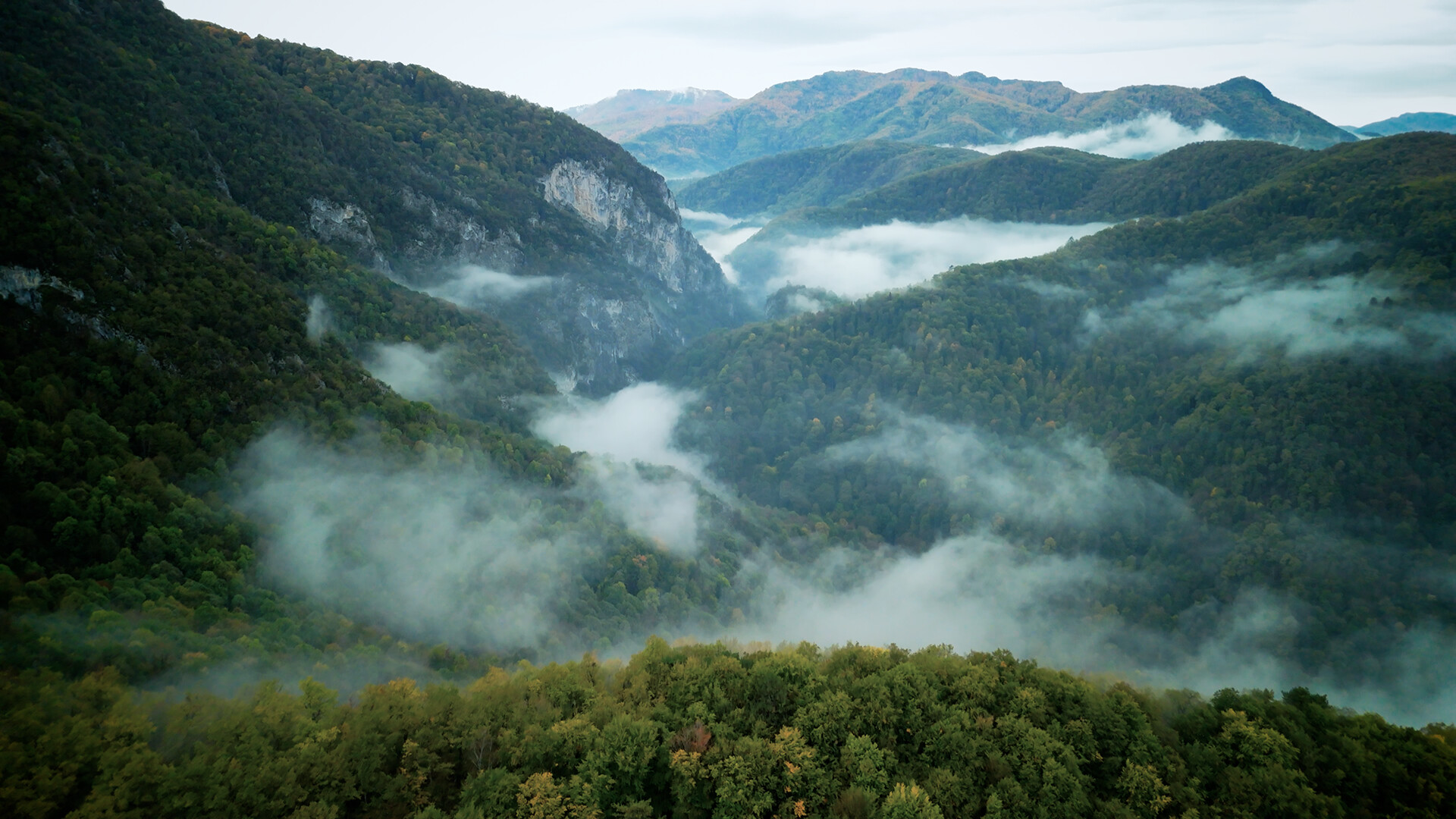 Wordless Forest screenshot 3