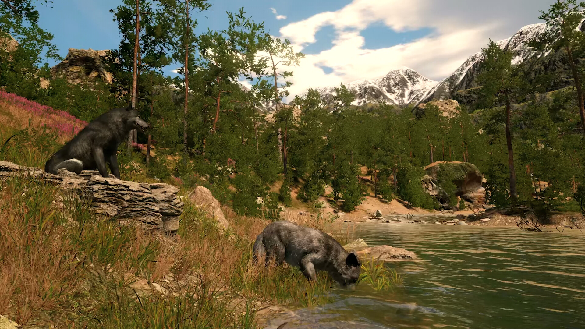 Capture The Wild trailer