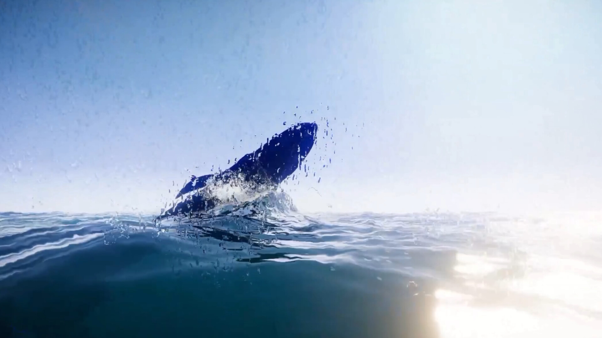Still Wild trailer