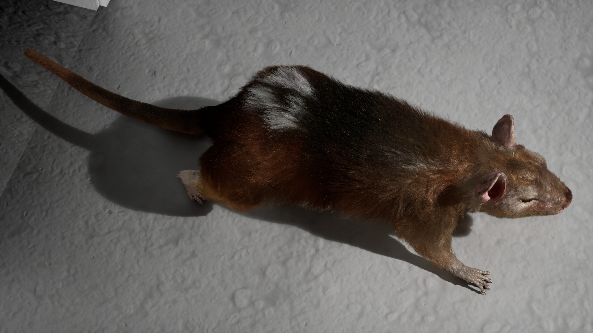 I Keep Reincarnating as a Rat in the Mad Scientist’s Maze screenshot 3