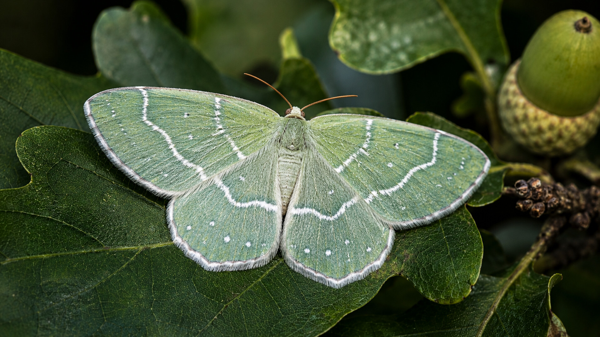 Puzzle Butterflies screenshot 4