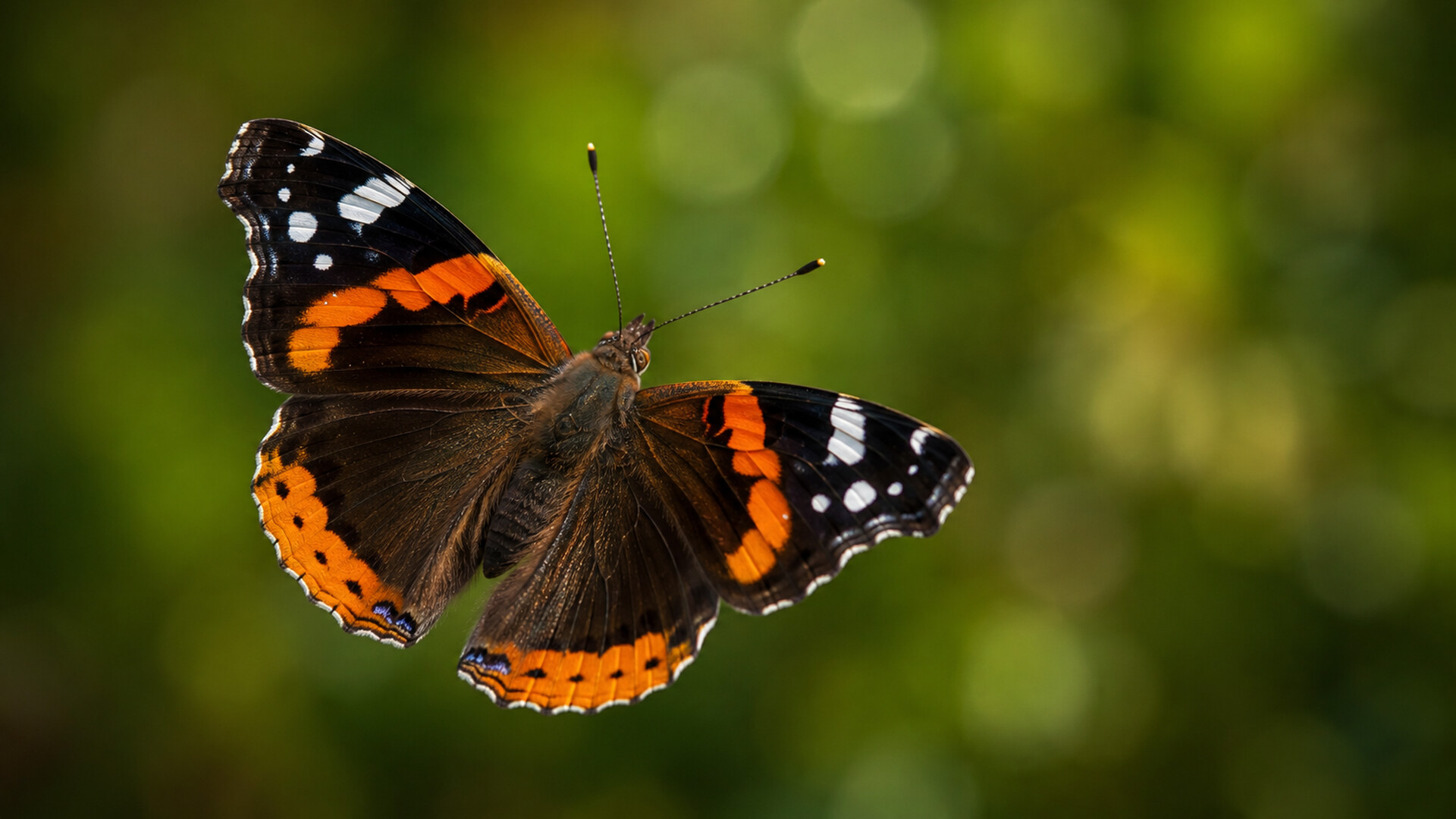 Puzzle Butterflies screenshot 1