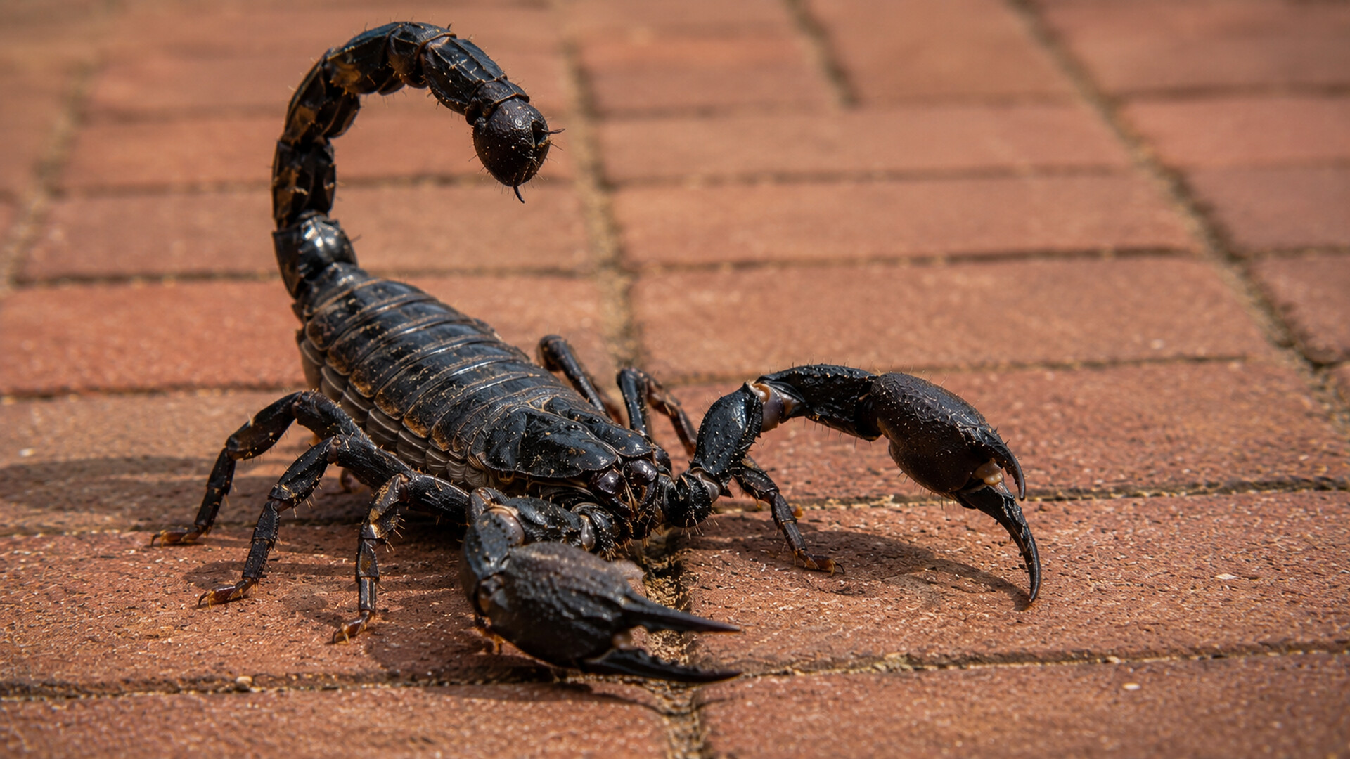 Puzzle Scorpions screenshot 3