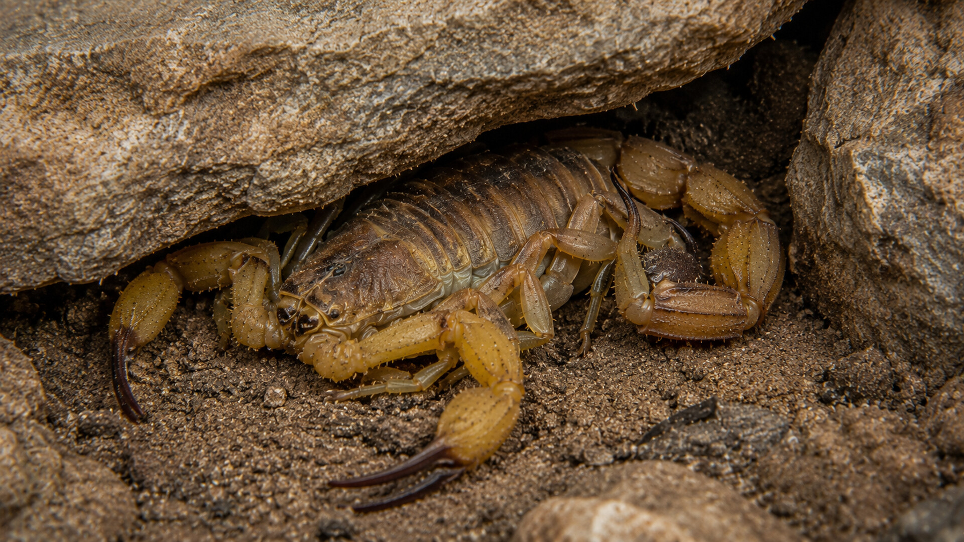 Puzzle Scorpions screenshot 5