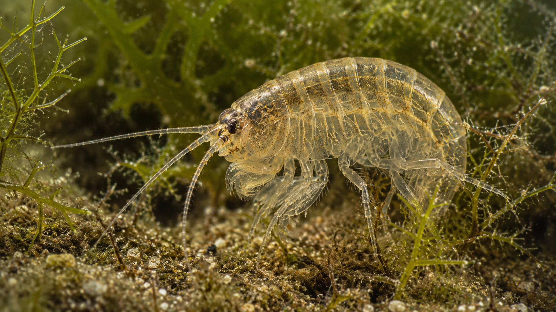 Puzzle Crustaceans screenshot 1