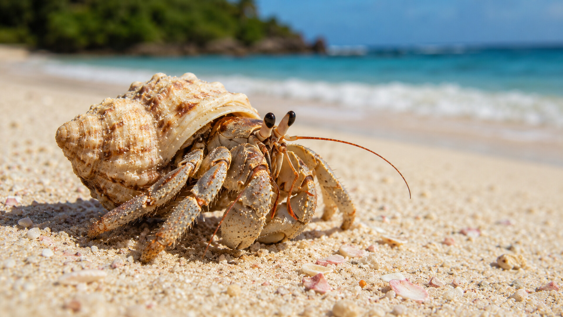 Puzzle Crustaceans screenshot 3