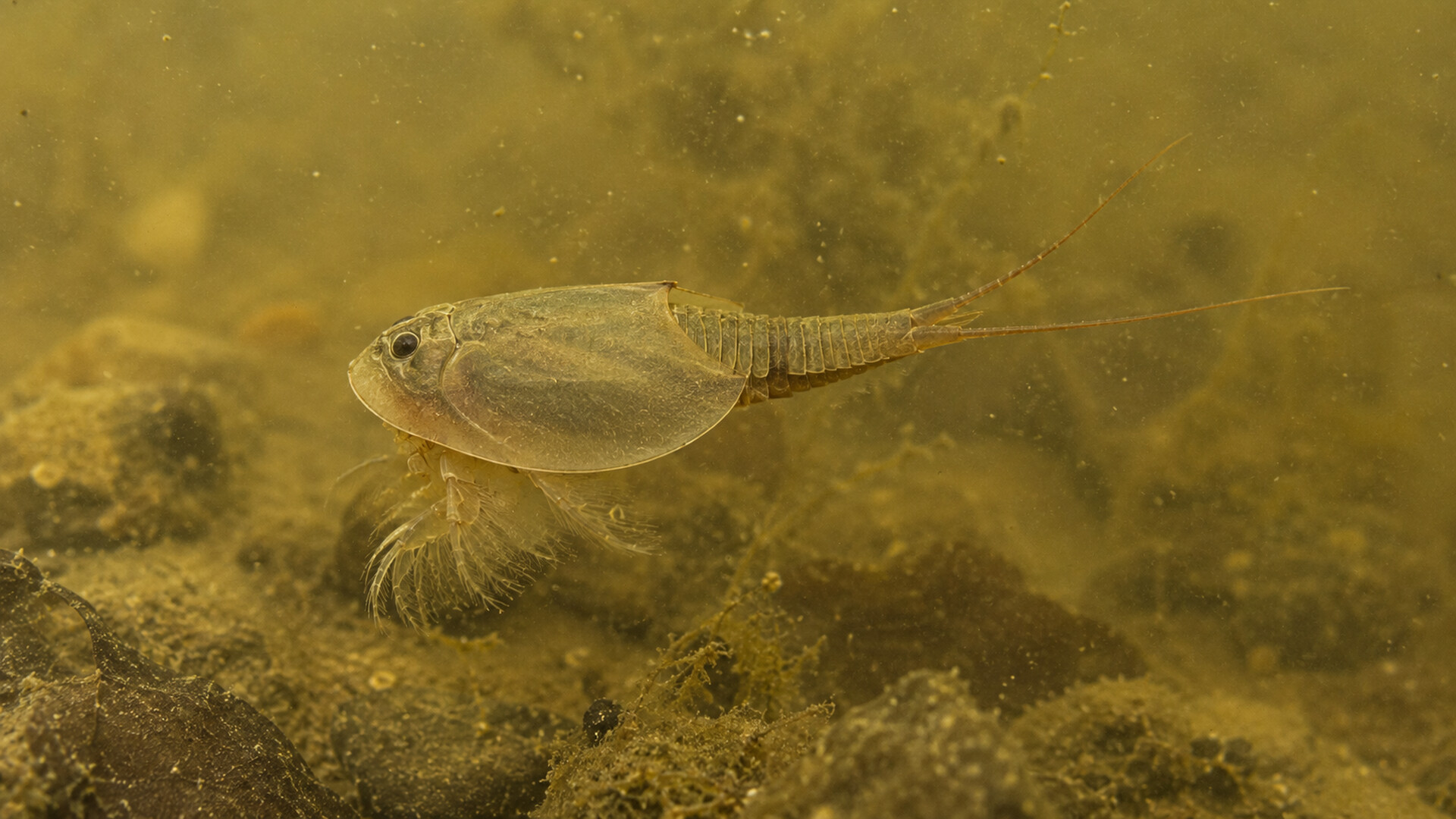 Puzzle Crustaceans screenshot 4