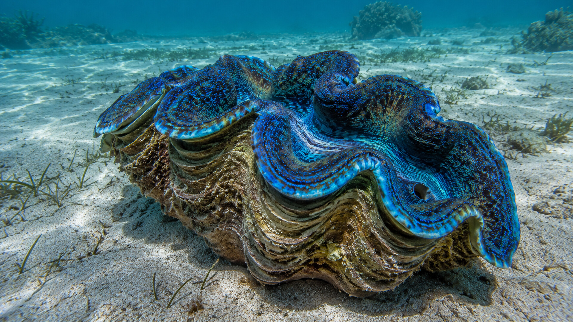 Puzzle Mollusks screenshot 1