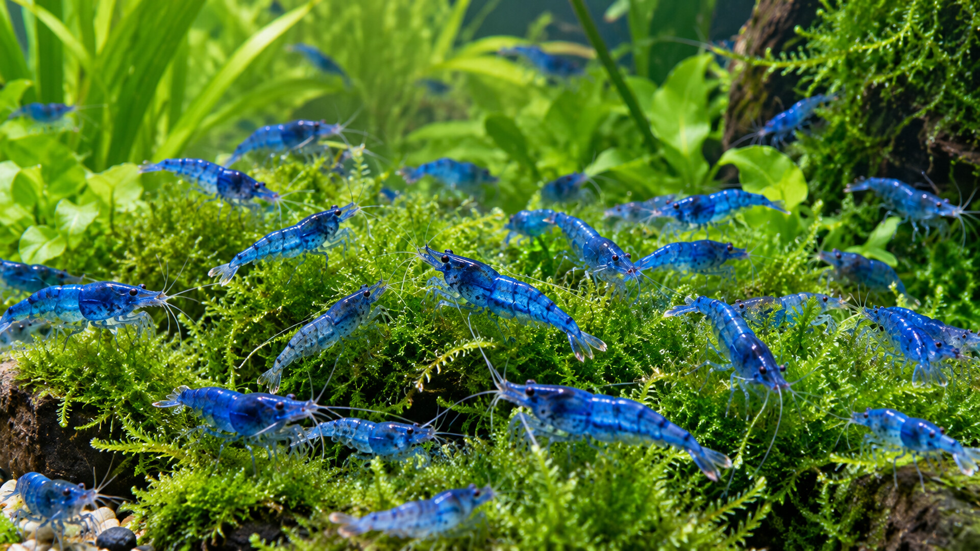 Puzzle Shrimps screenshot 1