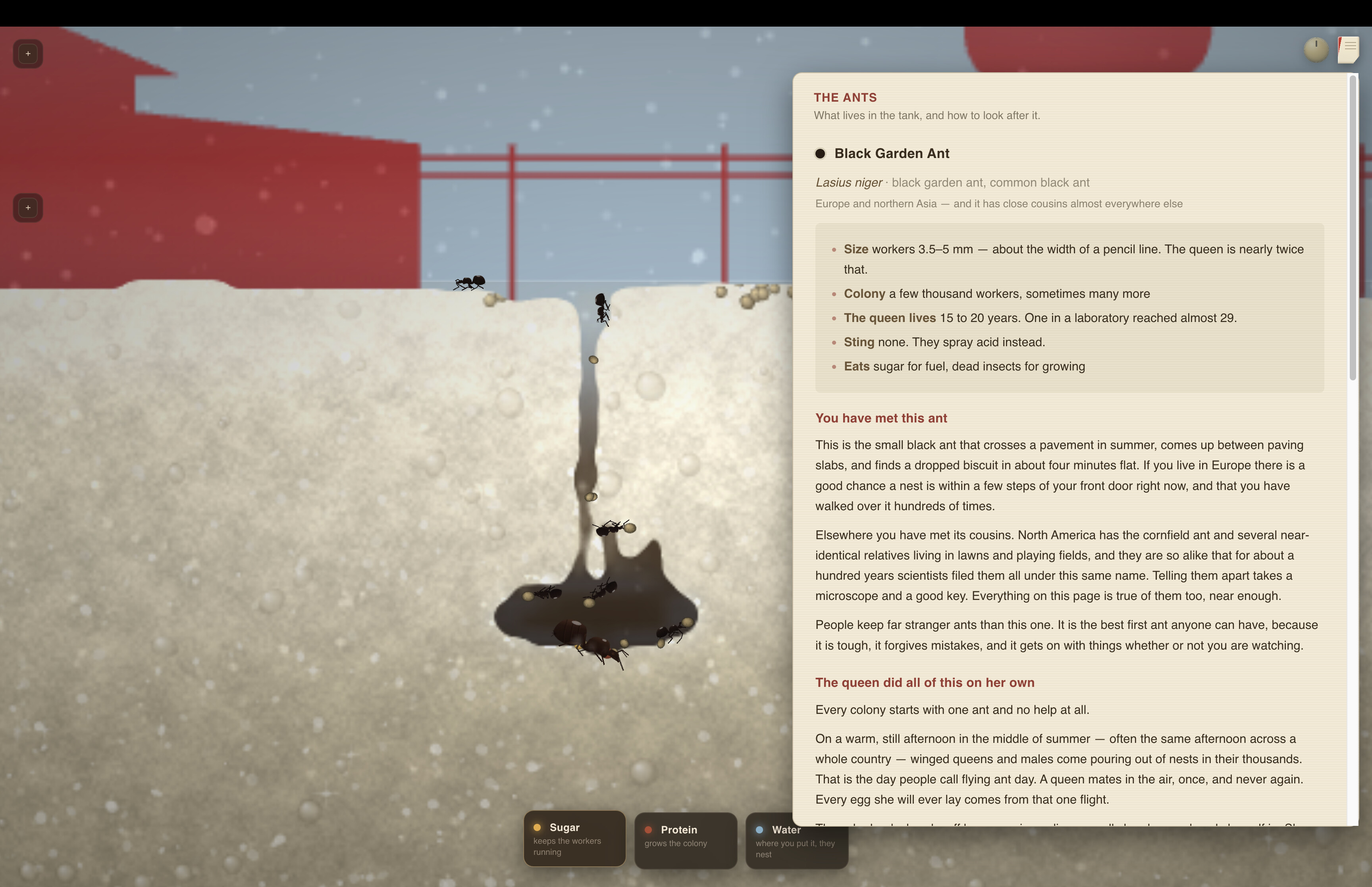 My First Ant Farm screenshot 3