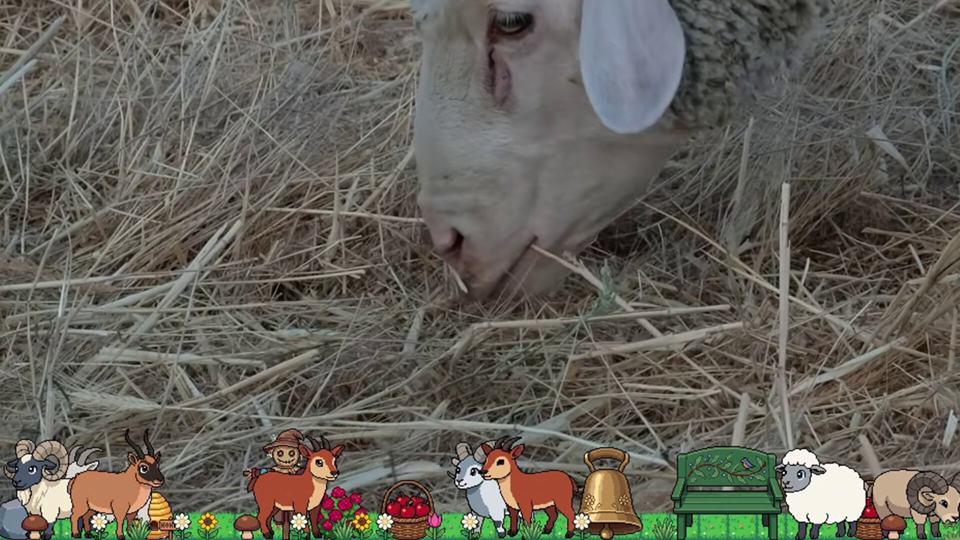 Desktop Cozy Sheep screenshot 5