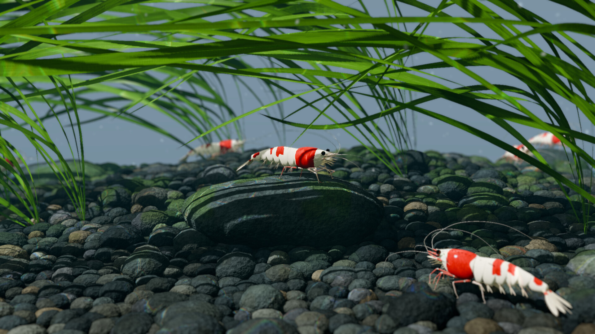 Bee Shrimp Aquarium screenshot 4